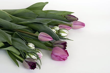 purple and white tulips thumbnail