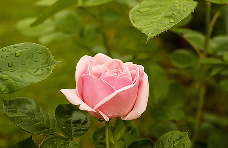 close up photography of pink rose thumbnail