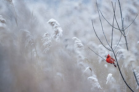 cardinal perched in leafless tree during winter season thumbnail