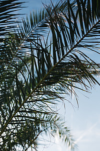 Green palm tree thumbnail