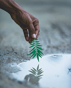 person holding green leaf thumbnail