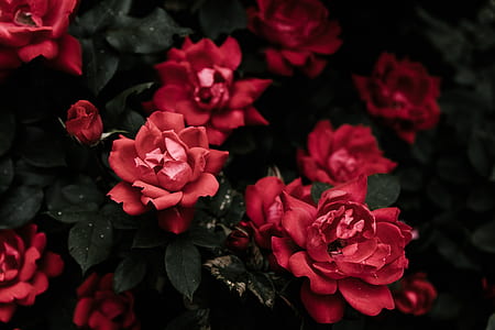red flowers thumbnail
