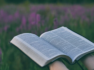 person holding a bible near purple flower field during daytime thumbnail