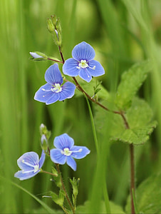 blue 4-petaled flowers thumbnail