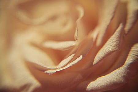 yellow flower thumbnail