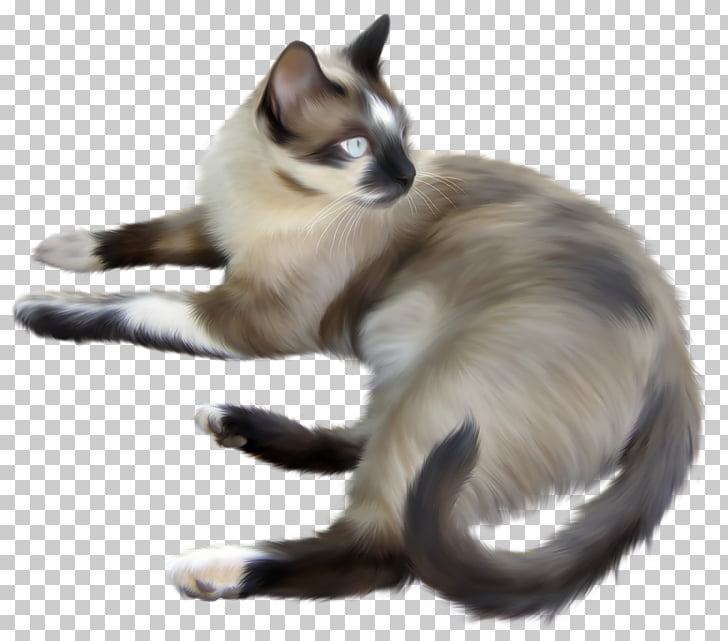Balinese Cat Ragdoll Siamese Cat Kitten Javanese Cat Kitten Png
