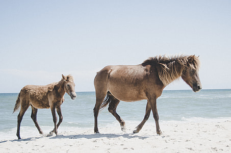 two brown horses on white sand near of body of water during daytime thumbnail