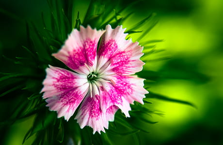 nature, flower, pink thumbnail