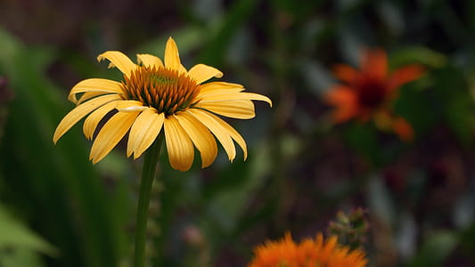 Closeup shot of a yellow coneflower flower with other flowers in background. thumbnail