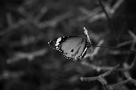 Greyscale Photo of Queen Butterfly on Flower thumbnail