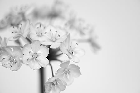 shallow focus photo of white flowers thumbnail