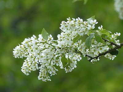 selective focus photo of white petaled flowers at daytime thumbnail