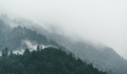 green trees under cloudy sky thumbnail