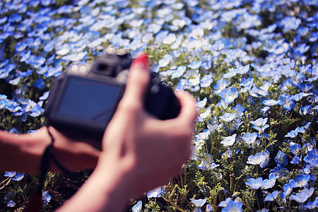 selective focus photography of blue flowers thumbnail