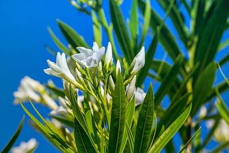 white petaled flower closeup photography thumbnail