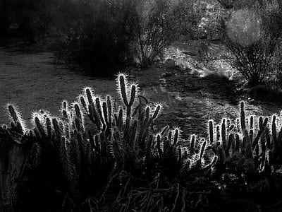 grayscale photography of cacti thumbnail