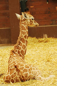 giraffe lying on grass thumbnail