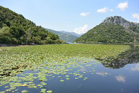 lake filled with water lilies near mountains at daytime thumbnail