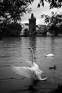 duck playing on body of water thumbnail