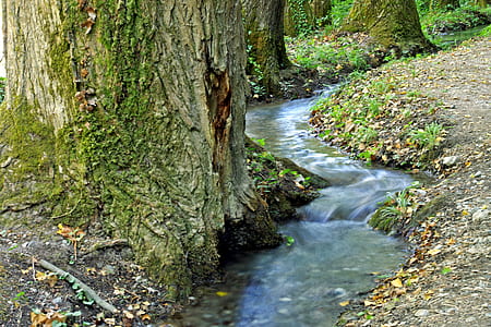 photo of river near trees thumbnail
