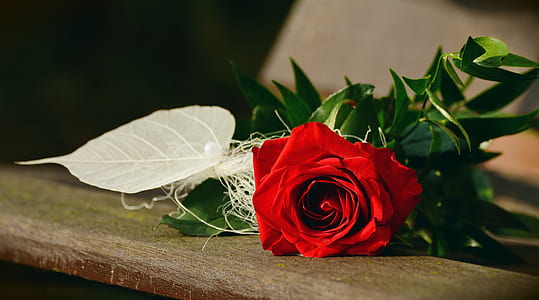 Red Rose Flower thumbnail