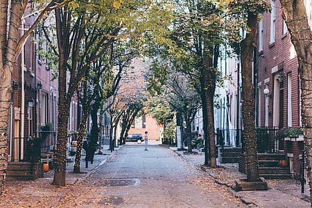 trees on road sides thumbnail