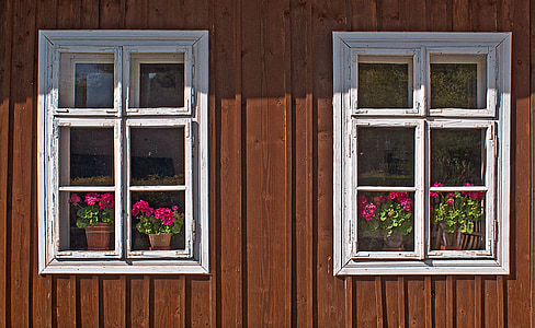 pink flowers seen through glass windows thumbnail