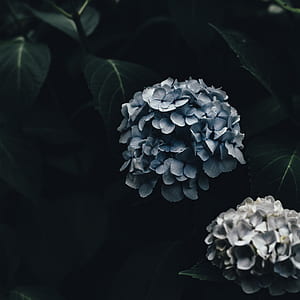 gray petal flowers thumbnail