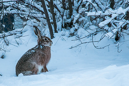 brown rabbit on snow field at daytime thumbnail
