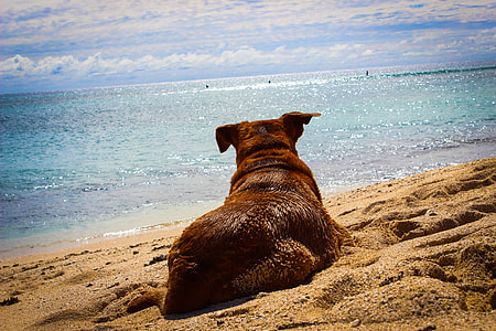 tan short coated dog on the seashore thumbnail