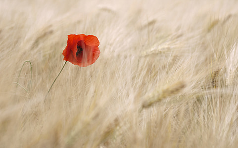 common poppy flower surrounded by wheat thumbnail