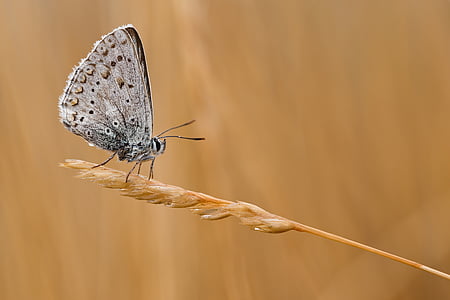 gray butterfly perching on brown plant in close-up photography thumbnail
