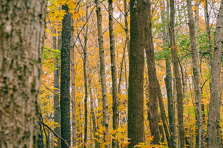 Scenic View of Autumn Leaves thumbnail