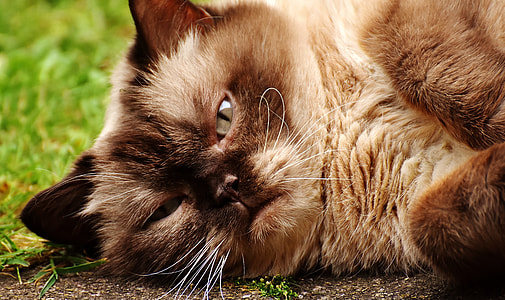Himalayan cat lying on soil thumbnail