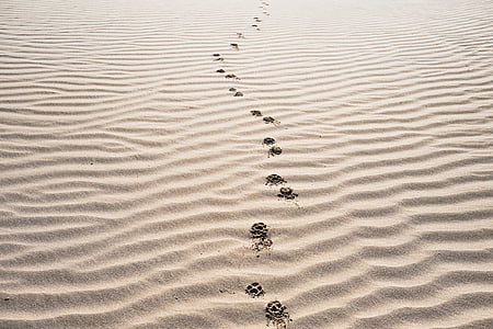 animal foot prints on desert dunes thumbnail