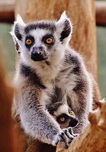 closeup photo of white and gray lemur thumbnail