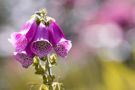 fox glove flowers thumbnail