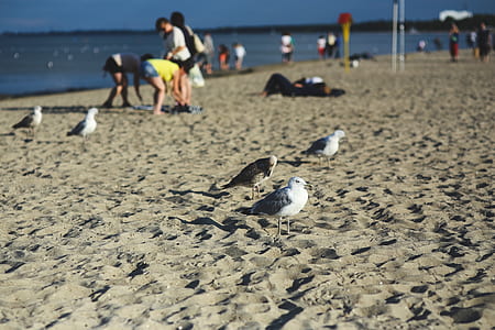 Seagulls on the beach thumbnail