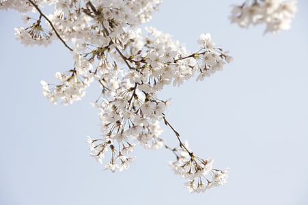 close-up photo of white cherry blossoms thumbnail