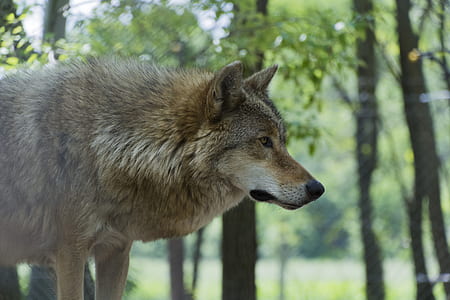 white and tan fox on green grass thumbnail