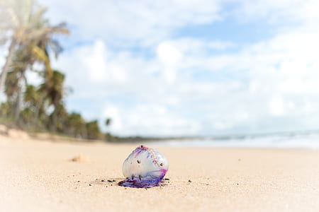 ocean wave and purple toy thumbnail