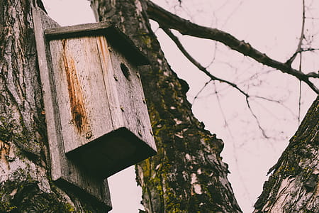 Brown Wooden Bird House on Tree thumbnail