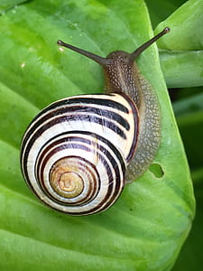 brown snail thumbnail