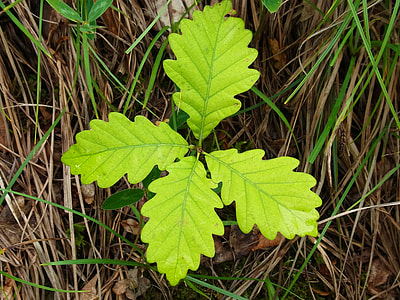 green leafed plant thumbnail