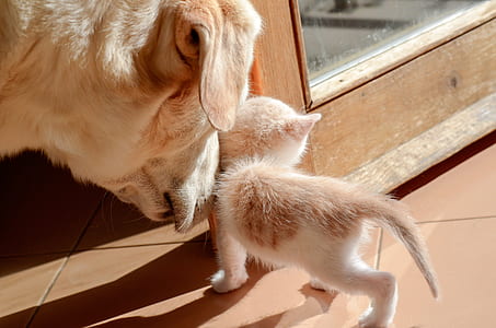 brown dog smelling white and brown kitten thumbnail