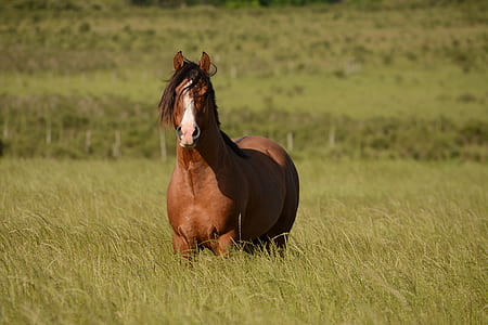 horse on green field thumbnail