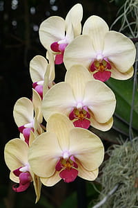 Yellow phalaenopsis orchid flowers and bud, or moth orchids, blooming in a greenhouse in Winter. thumbnail