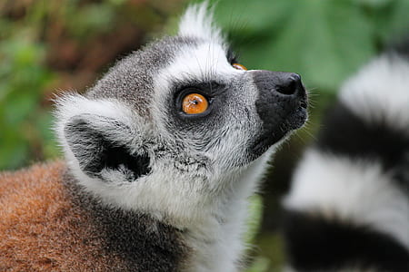 white and black lemur thumbnail