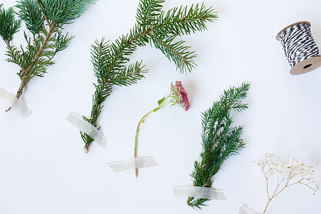 red cluster flower and green pine tree branches thumbnail
