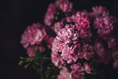 pink petal flower in shallow focus photography thumbnail